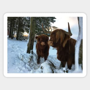 Scottish Highland Cattle Cow and Calf 1621 Sticker